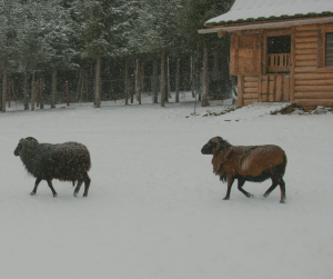 Weather can have a huge impact on your off-grid life, it can cause you to struggle but can also be a huge benefit