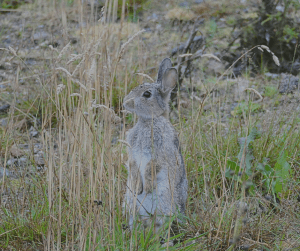 grazing mammals can decimate your crops and vegetable gardens 