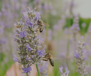 Look after your pollinators and they'll help look after your garden