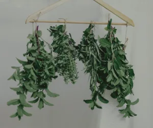 Dry herbs for longer use