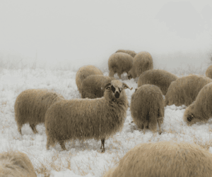 Make sure you have extra food, bedding and shelter for your animals