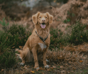 Including dog boarding or training on your land could be a great additional form of income