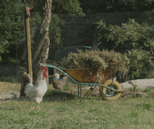 The chores change with the seasons when you live off-grid in Portugal