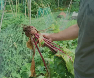 There are countless books on permaculture, and growing your own off-grid food forest