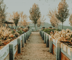 Raised beds are especially helpful for those with mobility issues