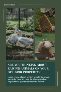 Are you thinking about raising animals on your off-grid property?