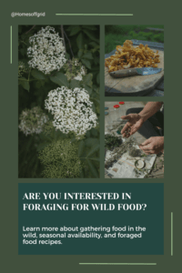 Are you interested in foraging for wild food?