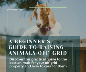 A beginner's guide to raising animals off-grid