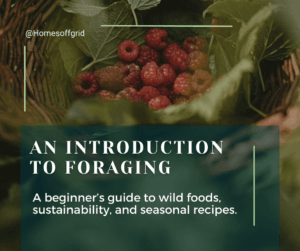 An introduction to foraging for wild foods