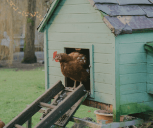 It is important to provide adequate food and shelter for your animals