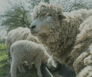 Sheep are a great addition to an off-grid property