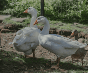 Poultry are a great entry into raising animals on your off-grid property
