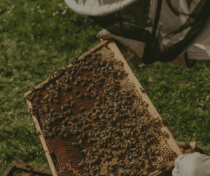 Bees an extremely useful animal to raise on your off-grid land