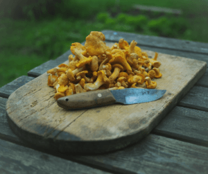 Discovering which mushrooms are edible opens up a vast array of forgeable food