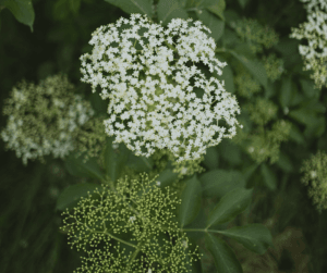 Both elderflowers and elderberries can be foraged for tasty food and drinks