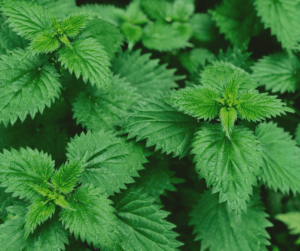 Nettle soup is a great recipe for beginner foragers