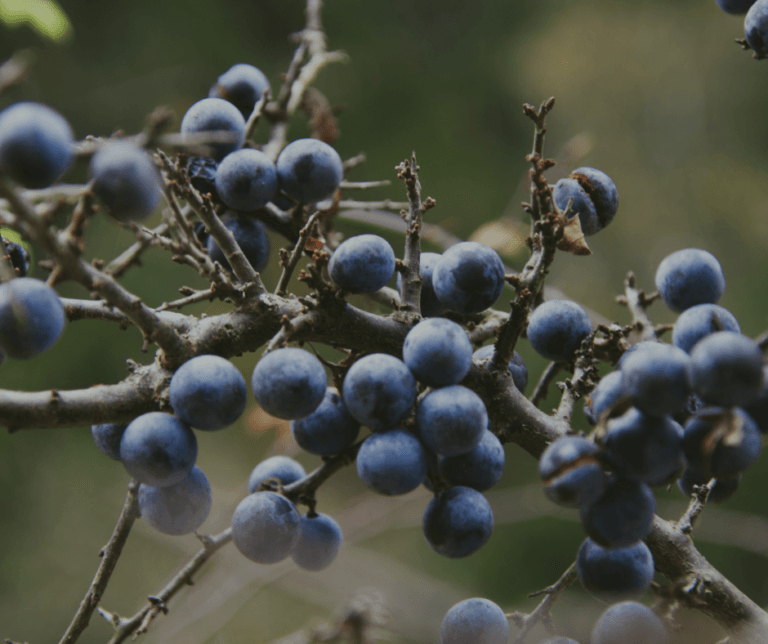 View of An Introduction to Foraging for Food in the Wild - Homes Off Grid