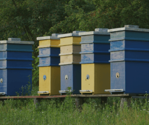 Langstroth hives