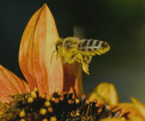Bees are an important pollinator and a huge benefit to the local ecosystem