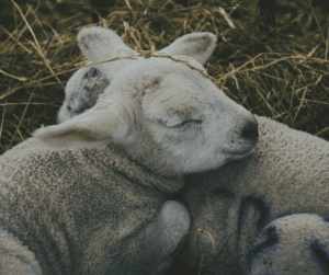 Preparing your animals for spring may also include making room for new baby arrivals