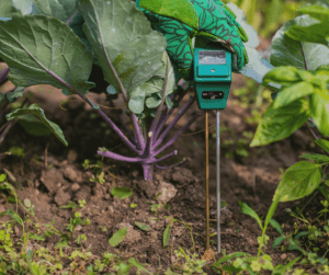 Testing your soil can help you determine if you need to add different nutrients