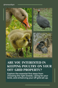 Are you interested in keeping poultry on your off-grid property?