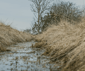 It is important to maintain swales, and other water retention structures 