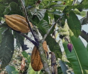 Growing and selling coffee and cacao has helped the family become more self-sufficient on their Ecuador homestead