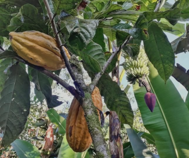 Image showcasing Off-Grid in Ecuador: From Family Farm to Rainforest Homestead - Homes ...