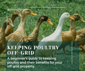 Keeping poultry off-grid