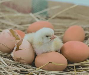 Hatching your own poultry off-grid is an important step in self-sufficiency 