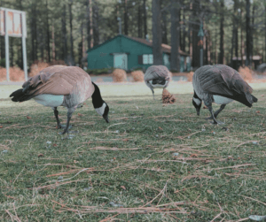 Letting your poultry graze is a great self-sufficient feed option