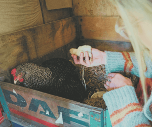 hatching your own poultry takes work but is especially rewarding