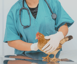 It's important to keep your poultry safe and healthy