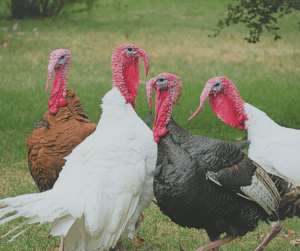 Turkeys are a great bird to raise for food