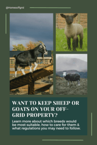 Want to keep sheep or goats on your off-grid property?