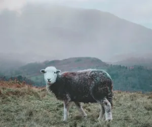 Herdwick are a robust breed for harsh land conditions