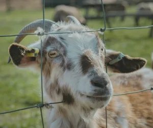 You will be responsible for keeping your animals fenced and tagged as necessary