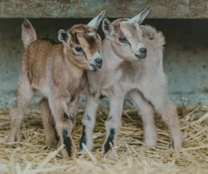 Keeping and breeding sheep and goats off-grid requires special attention