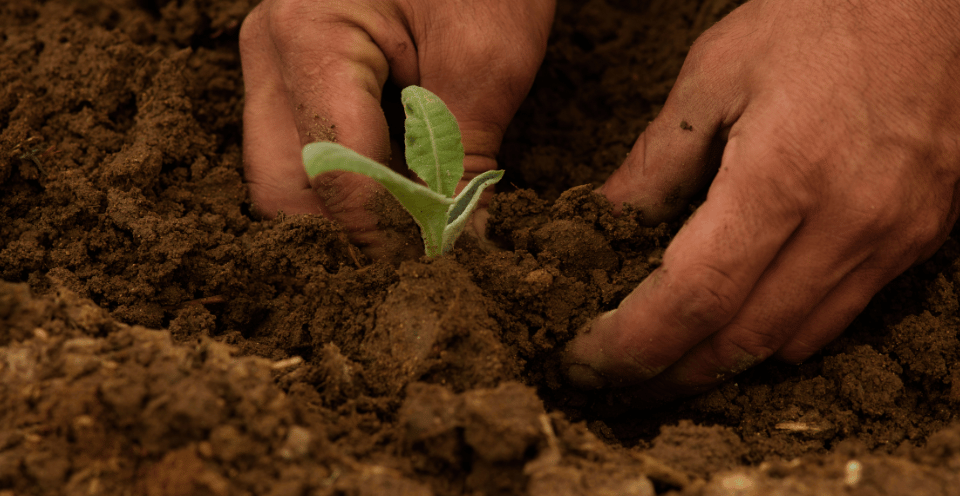 Planting a crop in soil for off-grid harvesting. Zoom in on plant in soil and dirt.