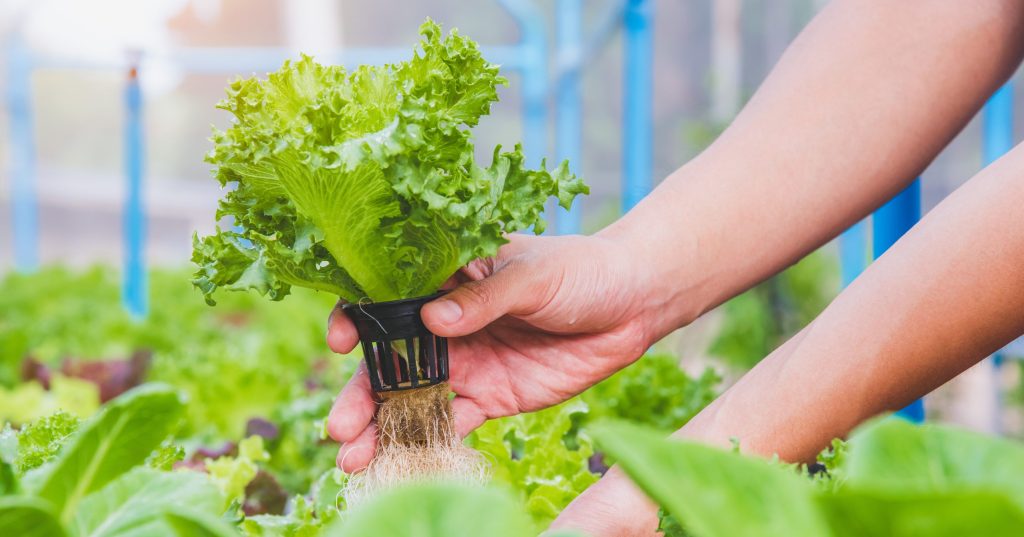 Aquaponics vs Hydroponics vs Aeroponics
