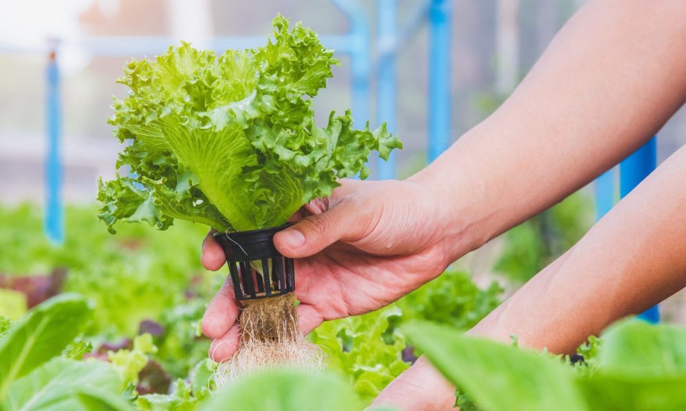 Aquaponics vs Hydroponics vs Aeroponics