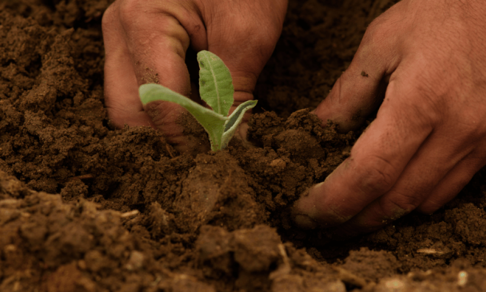 Planting a crop in soil for off-grid harvesting. Zoom in on plant in soil and dirt.