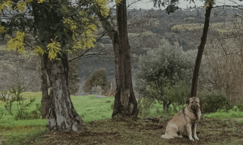 Untitled design - 2024-11-25T193436.674