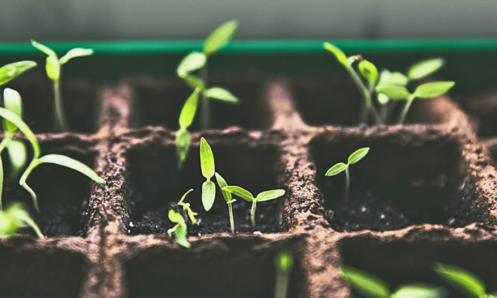 Untitled design - 2025-02-05T193652.475