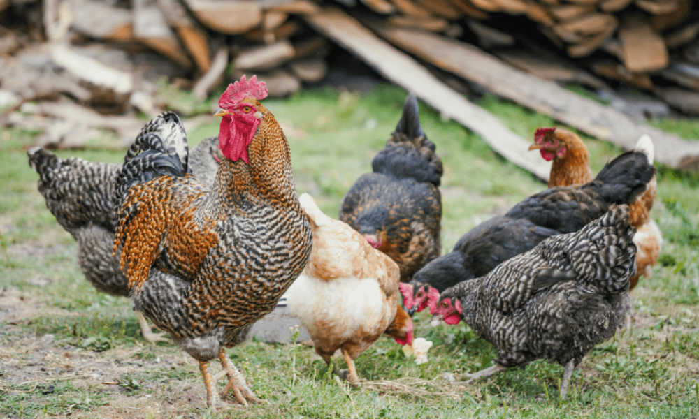 Untitled design - 2025-03-05T133853.917