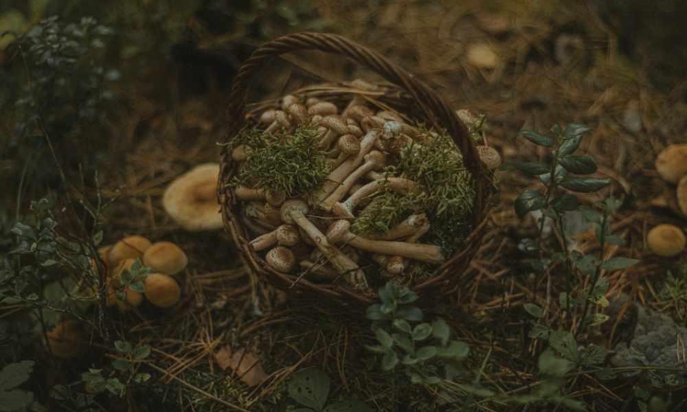 foraging for mushrooms